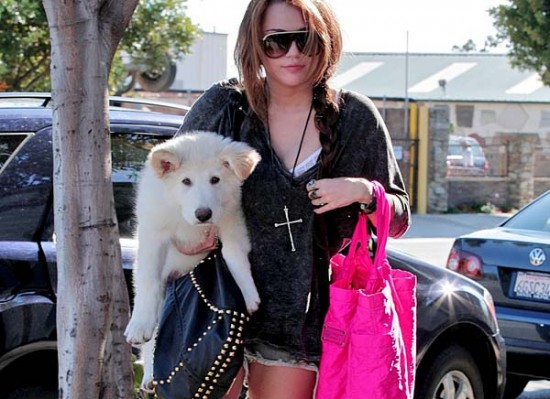 Miley Cyrus puppy