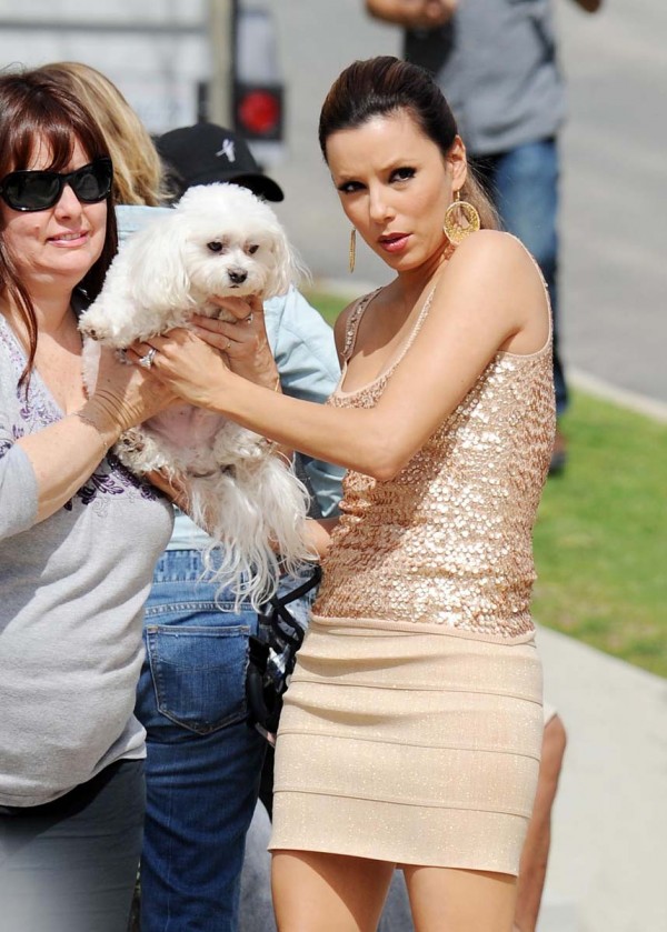 Eva Longoria puppy